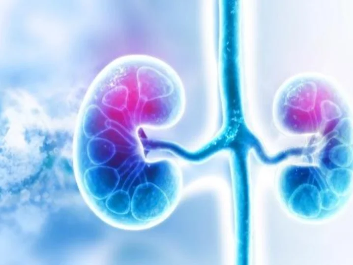 Image de couverture pour Understanding  kidneys and their role